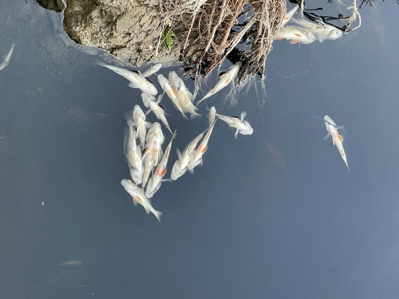 Dead fish in the Seym River. Photo by the State Fisheries Agency of Ukraine.