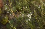 Попередній перегляд Чистець вузьколистий (Stachys angustifolia) – рідкісний вид рослин із диз'юнктивним (розірваним) ареалом, поширений тільки на Балканах, у Криму і Бузькому Гарді, фото Дар'я Ширяєва