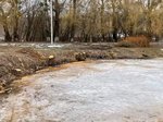 Попередній перегляд Пеньки, що залишилися від зрубаних верб на березі озера на Київщині