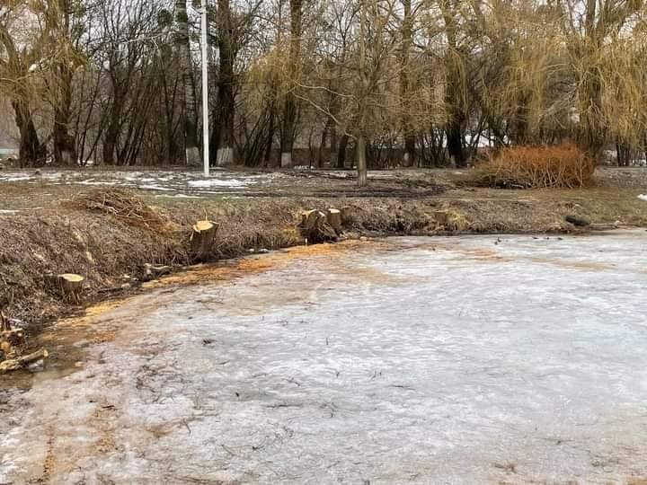 Пеньки, що залишилися від зрубаних верб на березі озера на Київщині