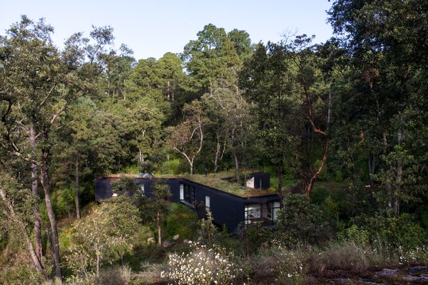 Ідеальна самоізоляція: лісовий дім, де навіть з даху ростуть рослини (ФОТО, ВІДЕО)