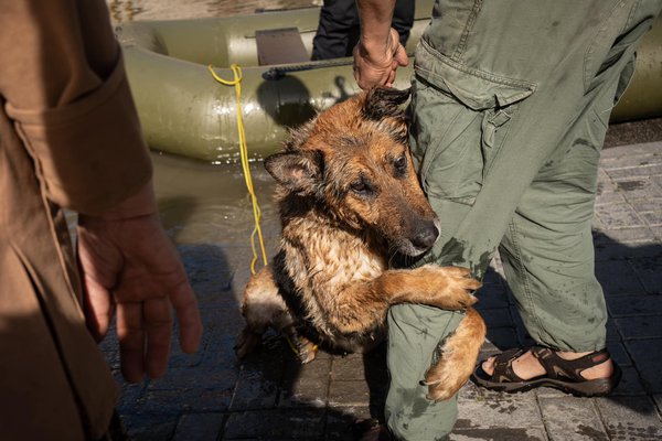 Фото дня. Замість тисячі слів: врятований херсонський пес обіймає рятівника