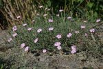 Попередній перегляд Гвоздика бузька (Dianthus hypanicus) – ендемічний вид рослин, поширений тільки на гранітних скелях у басейні Південного Бугу, фото Дар'я Ширяєва