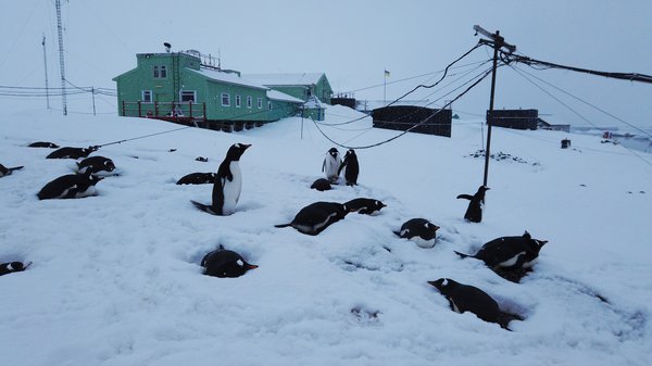 Антарктичне літо: станцію "Вернадський" засипало рекордним шаром снігу (ФОТО)