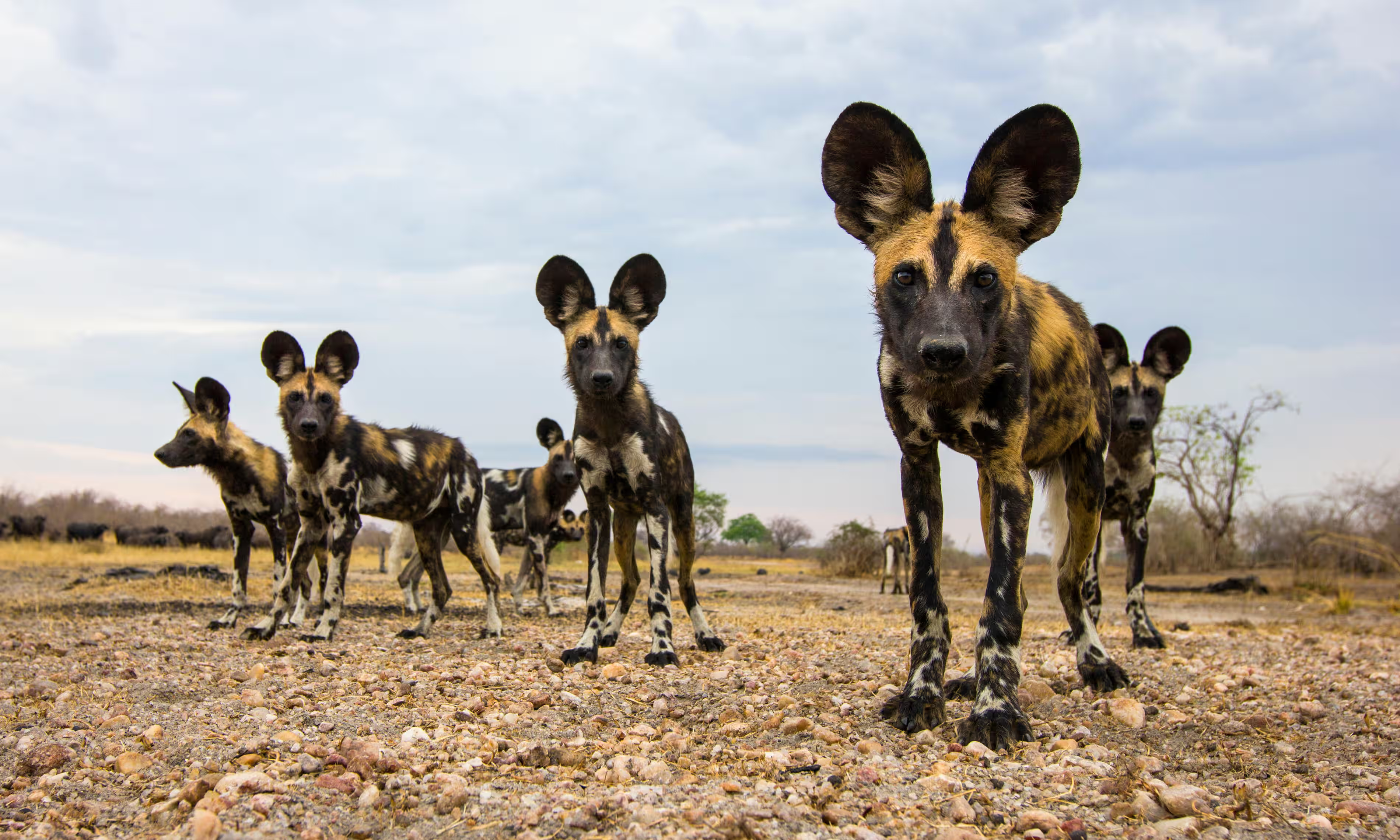 Зникаючі африканські дикі собаки в національному парку Південна Луангва, Замбія. Вид перебуває під загрозою через фрагментацію ареалу. Фотографія: Nature Picture Library/Alamy