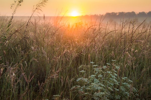 How war and agribusiness are destroying Ukrainian steppes