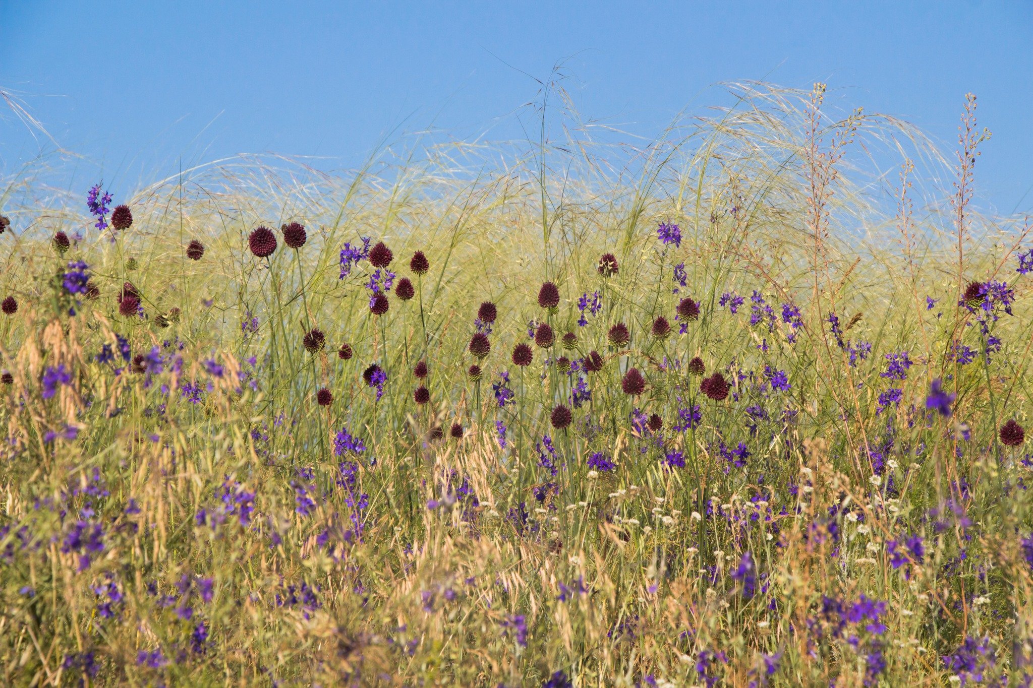 Ковила волосиста (Stipa capillata) ЧКУ