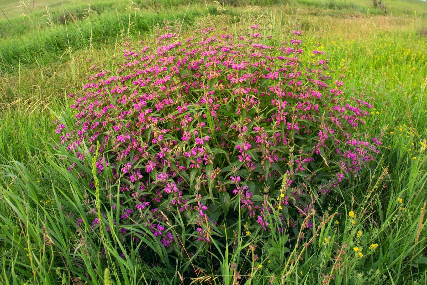 Залізняк козацький (Phlomis herba-venti pungens). Вид входить до офіційного переліку рослин, що підлягають охороні на території Черкаської області (РР)