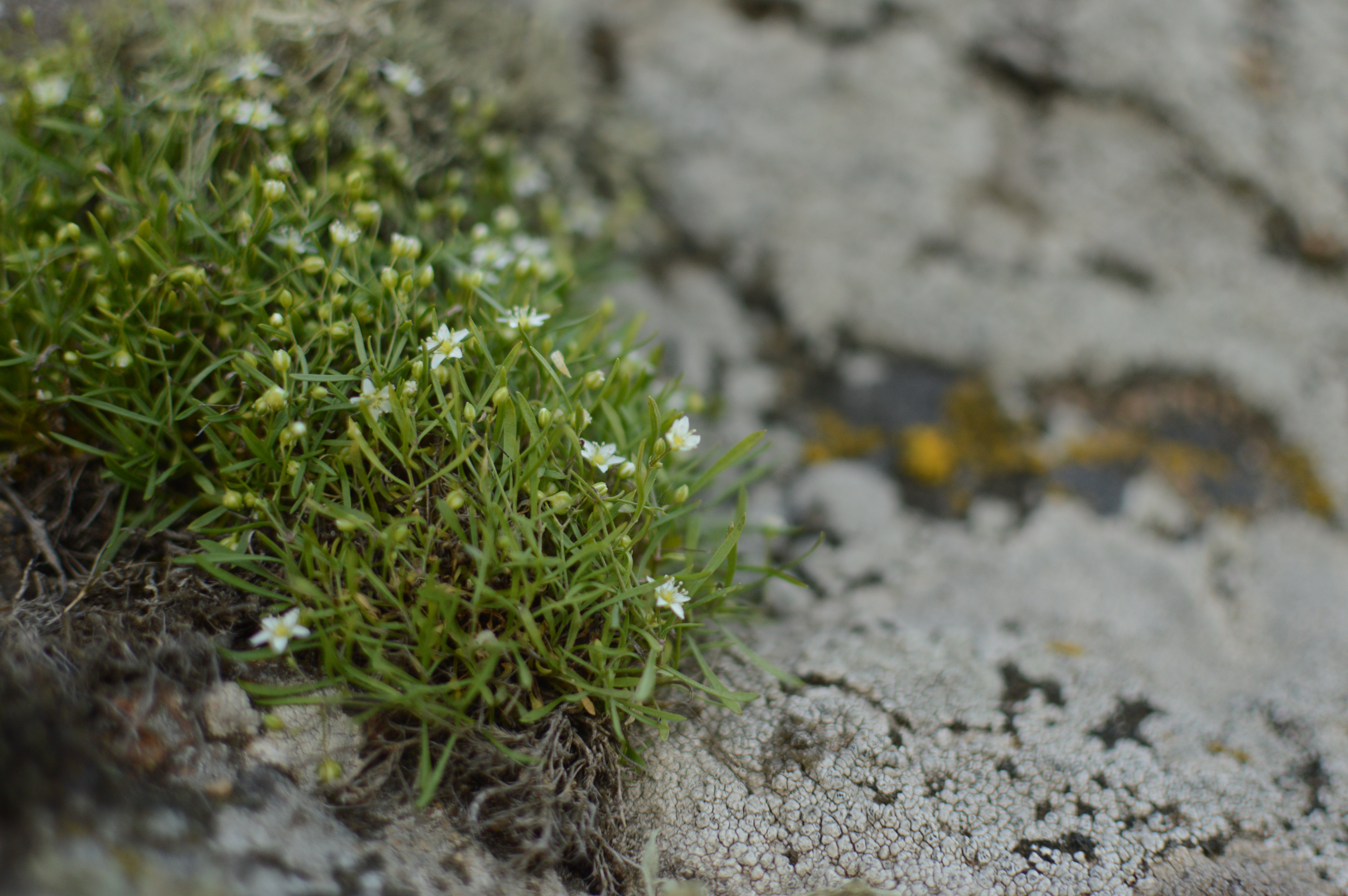 Мерингія бузька (Moehringia hypanica) – ендемічний вид рослин, поширений тільки на прямовисних гранітних скелях у Бузькому Гарді, фото Дар'я Ширяєва