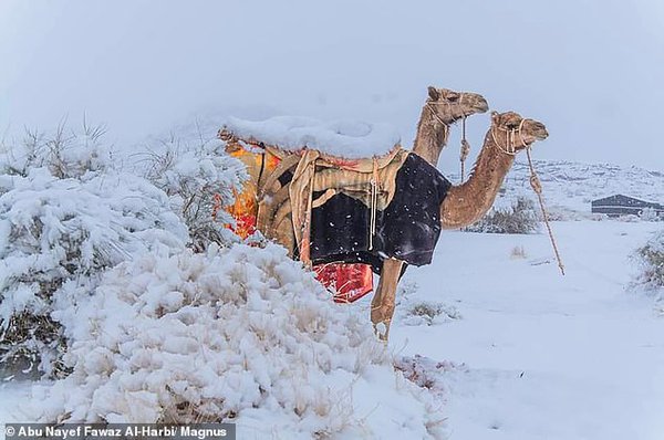 Верблюди в снігу. Полярний вир, який приніс нам мороз, дістався до пустель Африки й Аравії (ФОТО)