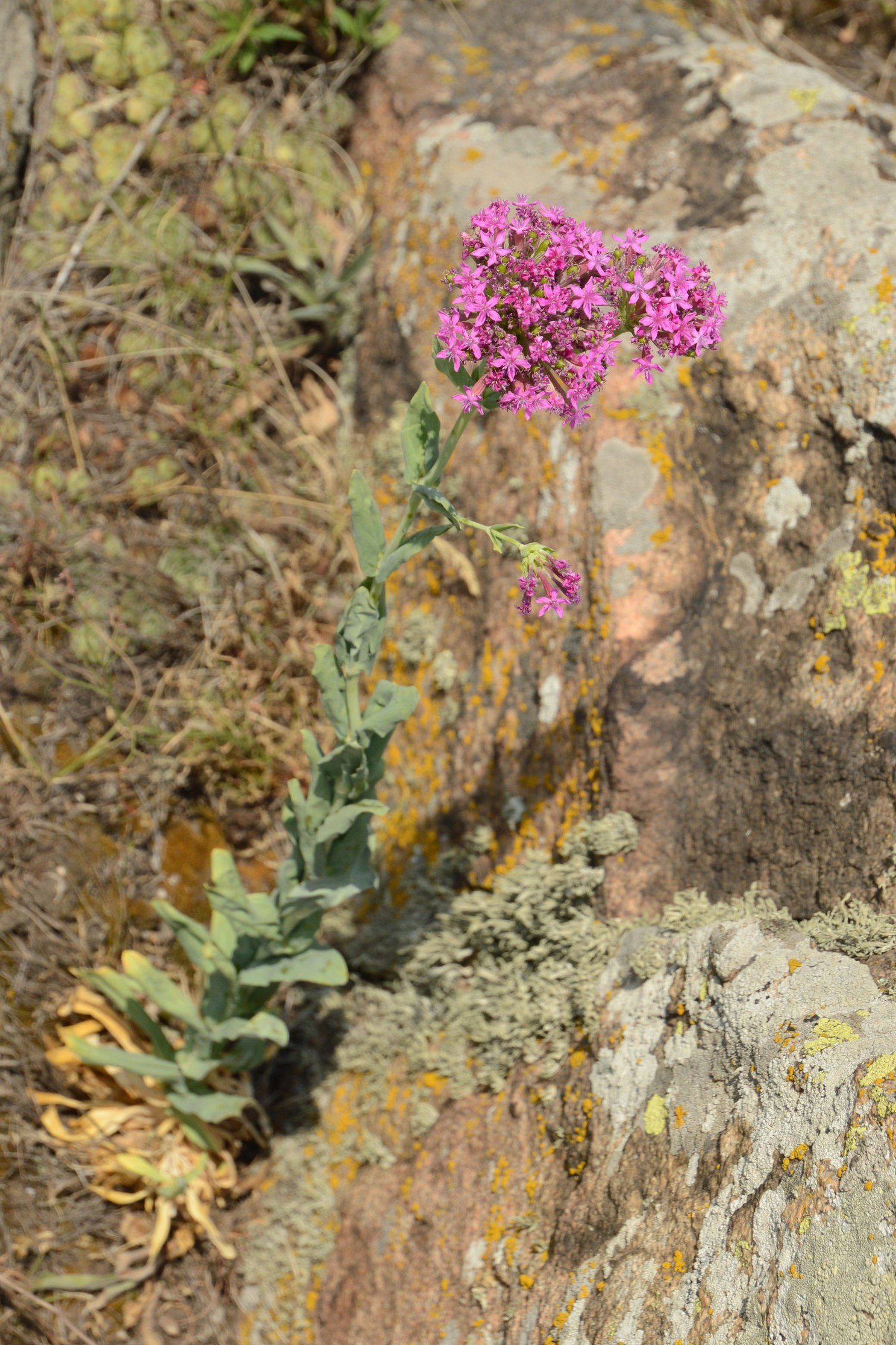 Смілка бузька (Silene hypanica) – ендемічний вид рослин, поширений тільки в Бузькому Гарді та його околицях, фото Дар'я Ширяєва
