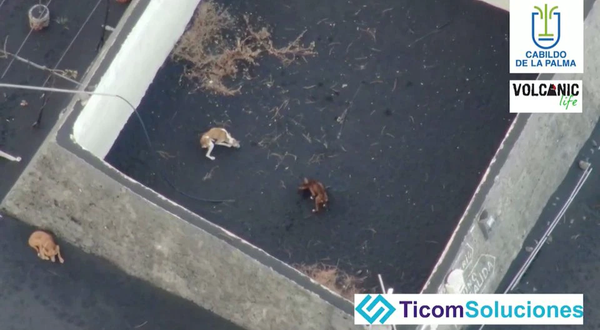 На Канарах дроном рятують собак від лави
