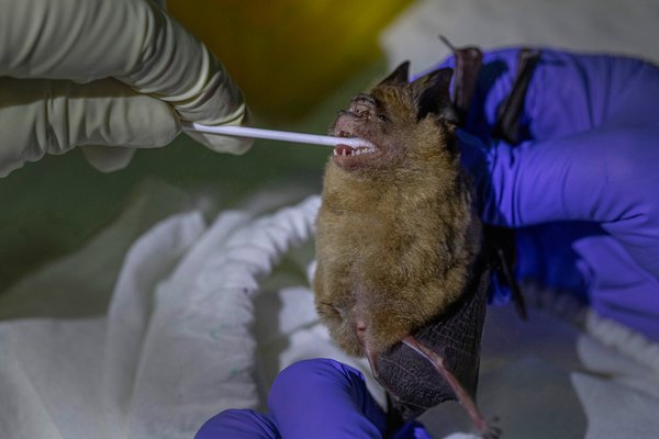 Фоторепортаж дня: На коронавірус тестують кажанів