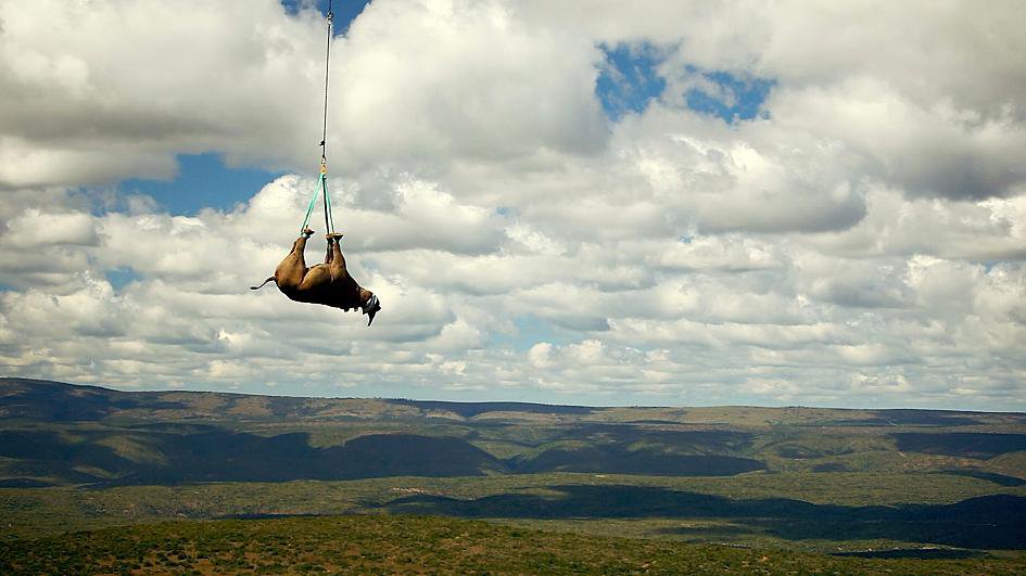 Транквілізований носоріг, підвішений за ноги з гелікоптера: фото Warren Smart / WWF