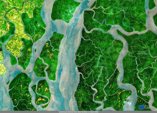 Супутникове фото дня: найбільший мангровий ліс на планеті