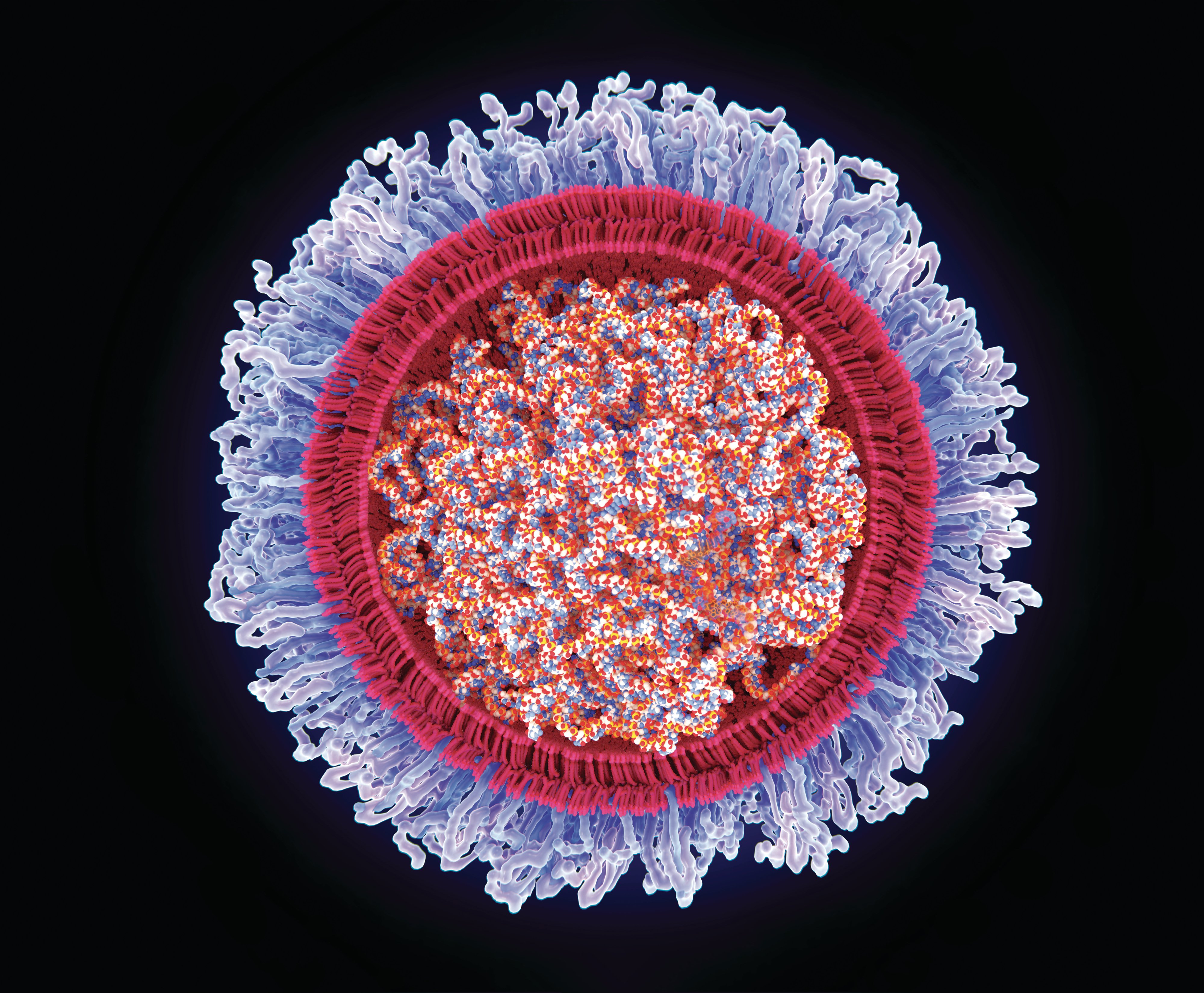Ілюстрований переріз вакцини від COVID-19 на основі мРНК у ліпідній оболонці. Зображення: Juan Gaertner/Science Photo Library/Getty Images