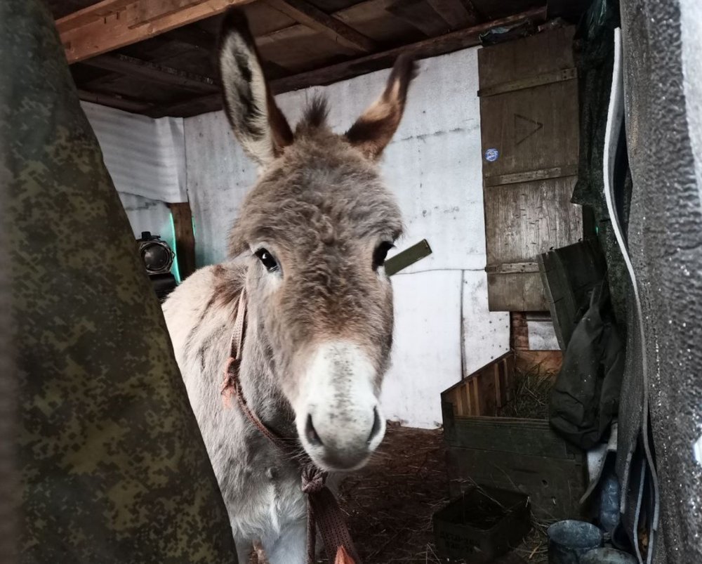 Photo of a real donkey in the ranks of the Russian army from the Russian military's Telegram channels