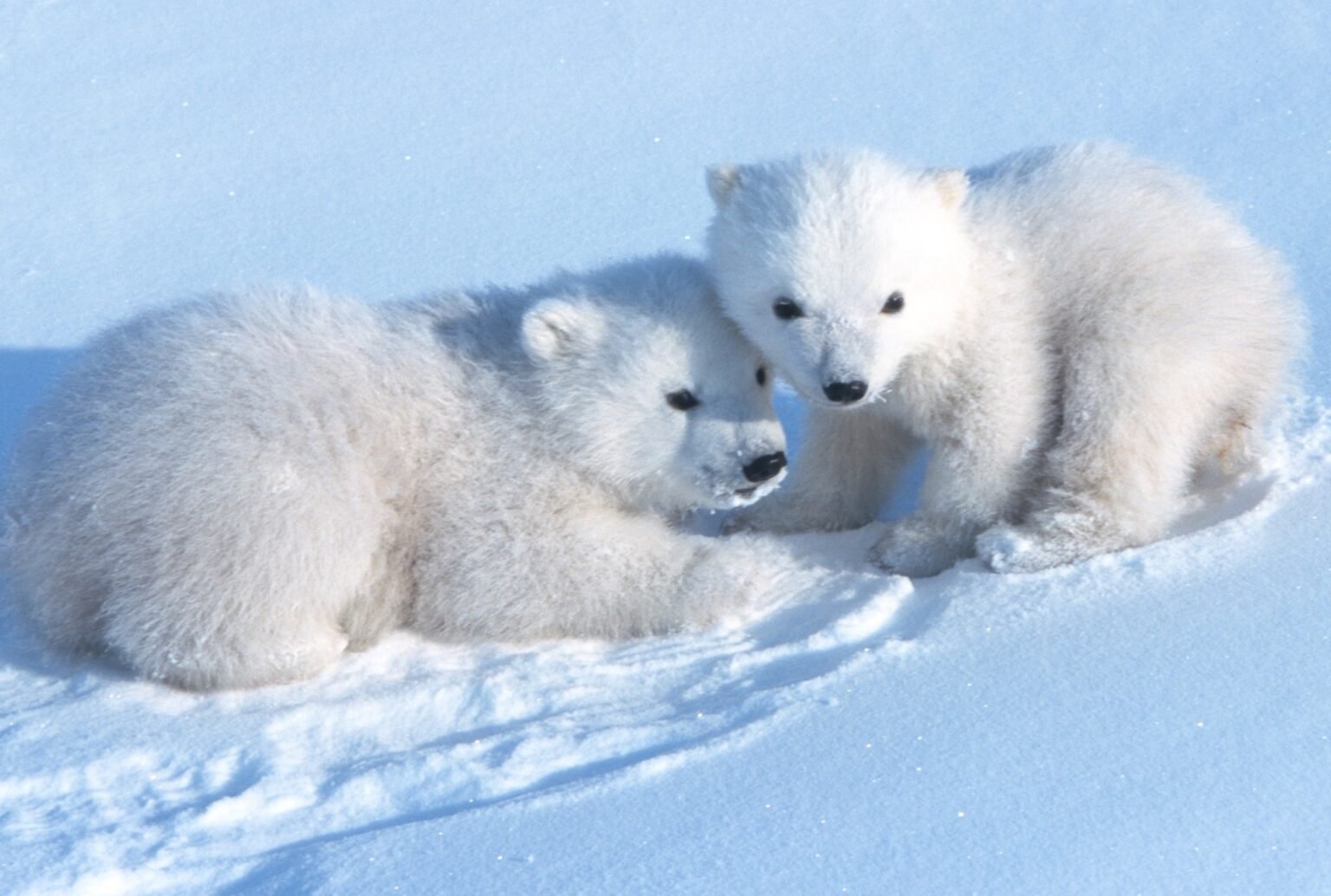 Білі ведмежата. (Steven C Armstrup/Polar Bears International)