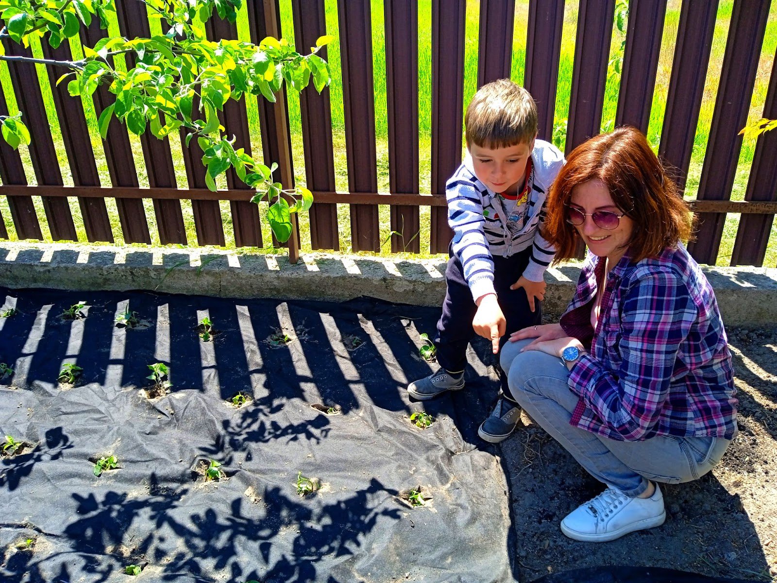 Чотирирічний Ярославчик разом з мамою пильно стежить, як ростуть 12 "бойових перців"