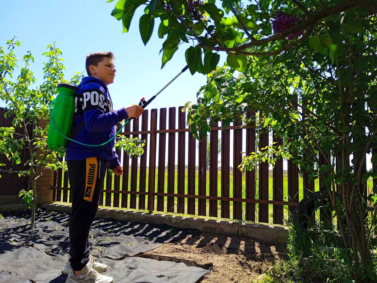 13-річний Андрій обробляє дерева від шкідників і грибкових хвороб