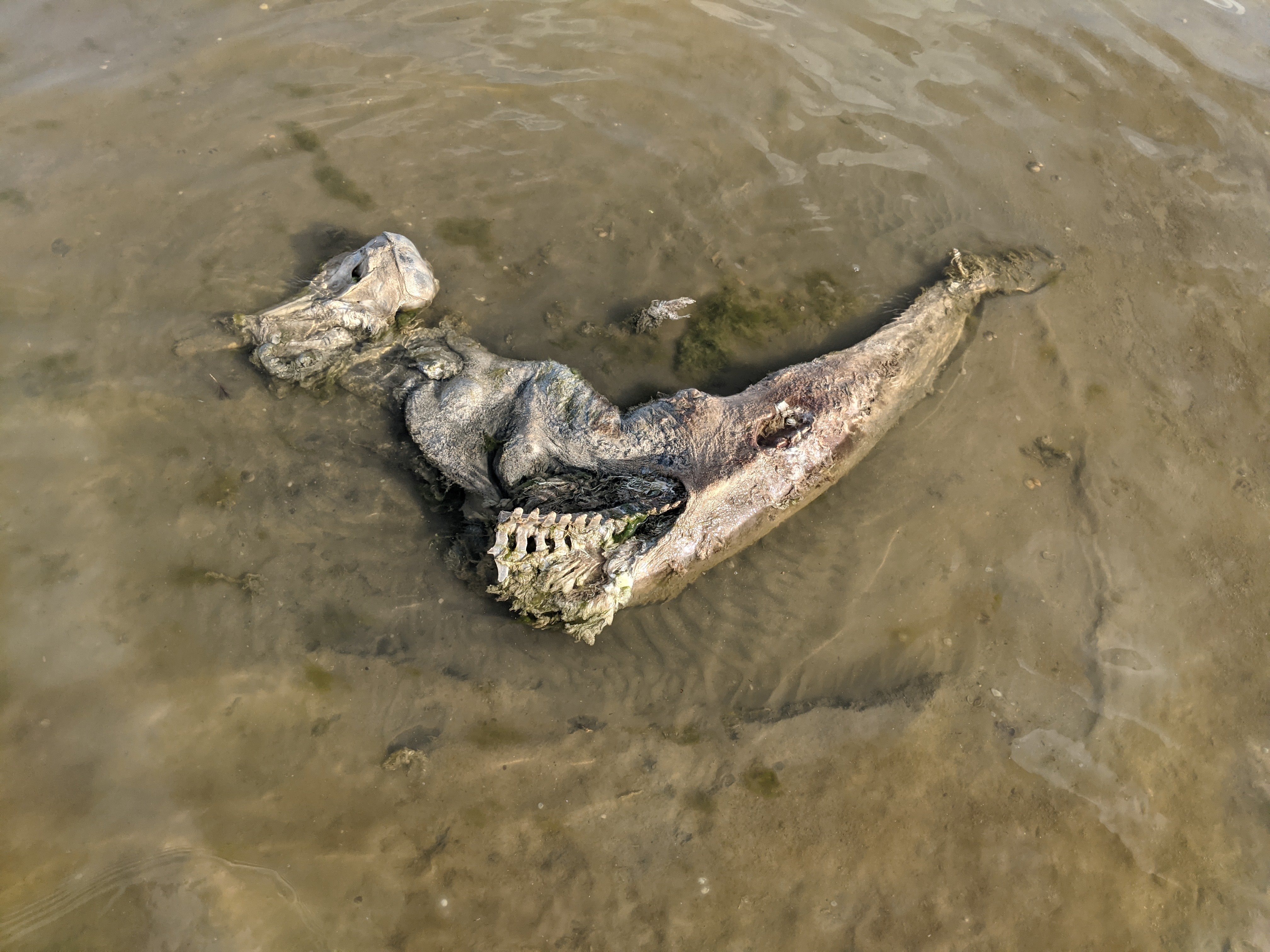 Рештки мертвого дельфіна, знайдені поблизу НПП “Тузлівські лимани”