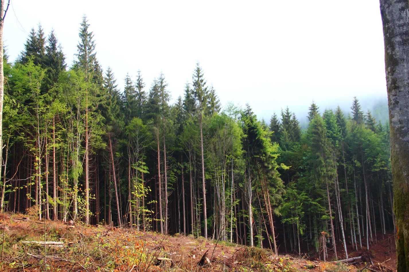 «Хворий та вітровальний» берегозахисний ліс у Брустурянському лісгоспі, який мав би бути захищений новим законом. У липні 2020 року зрубаний суцільною санітарною рубкою. Фото: FreeSvydovets
