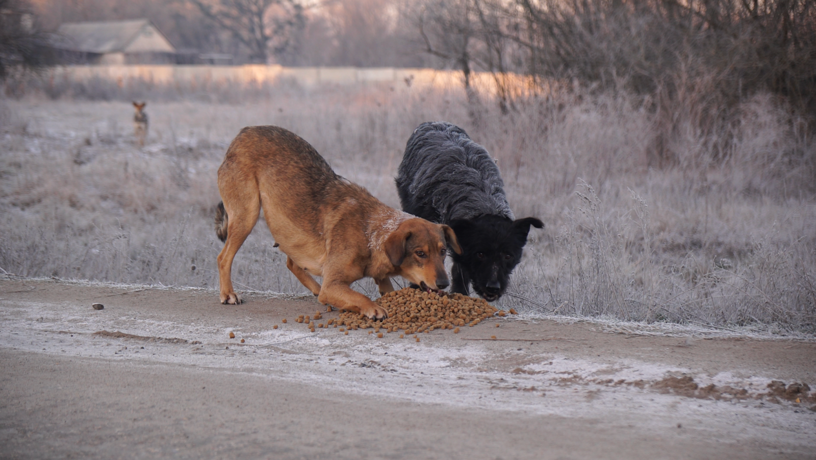 Голодні собаки в Ізюмі, Харківська обл. Фото Євгена Керпатенка