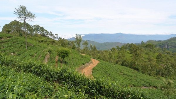 Раптовий перехід на "органічне" фермерство призвів Шрі-Ланку до економічної кризи